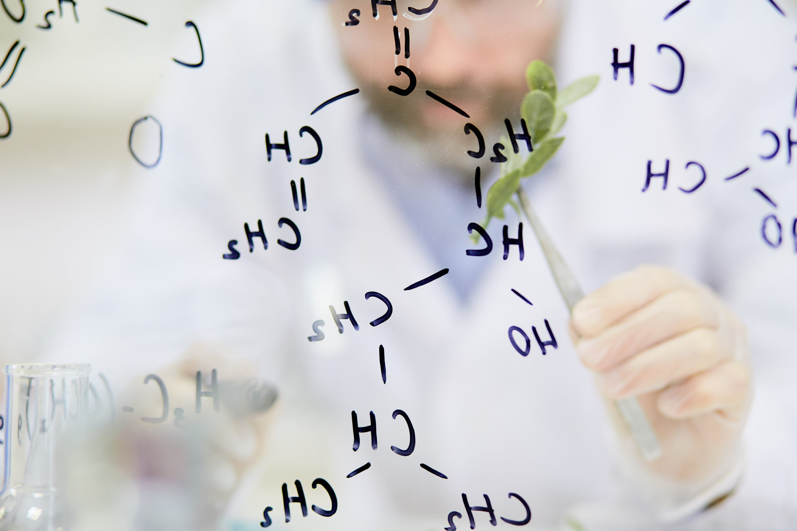 Modern biologist in gloves holding green plant in pincers behind transparent board with chemical formula